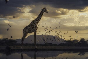 Federico_Veronesi_Masai_giraffe-e1787008659747-768x512.jpg