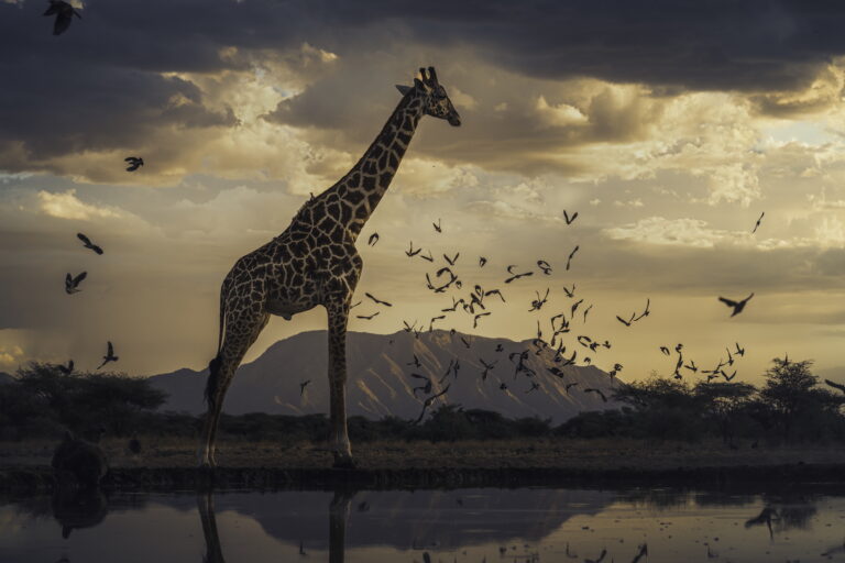 Federico_Veronesi_Masai_giraffe-e1787008659747-768x512.jpg