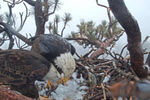 First_bald_eagle_egg_of_2019_32391378047-768x512.jpg