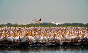 Flamants_roses_parc_des_oiseaux_du_Djoudj-2.jpg