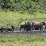 UNICORN778 World Elephant Day: How these giants are adapting to a changing world Peluang Terburuk Saat Bermain Slot Online