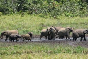 Forest-elephants-768x512.jpeg