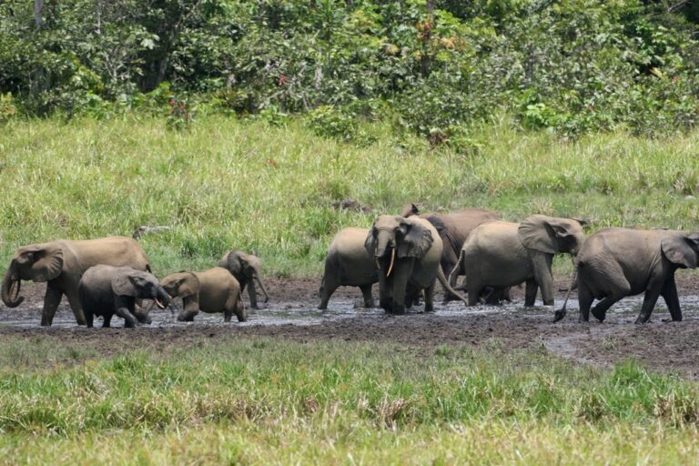 Forest-elephants-768x512.jpeg