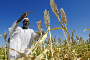 HarvestingSorghum_Sudan2011_AfricaRenewalFlickrBYNCSA2.0-768x512.jpg