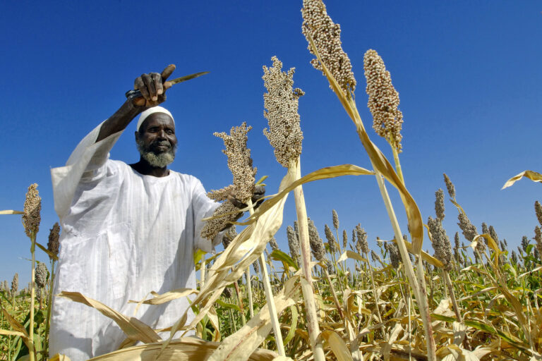 HarvestingSorghum_Sudan2011_AfricaRenewalFlickrBYNCSA2.0-768x512.jpg