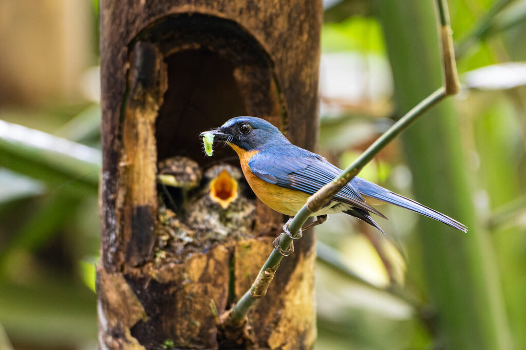 Javan-blue-flycatcher-Cyornis-banyumas.jpg