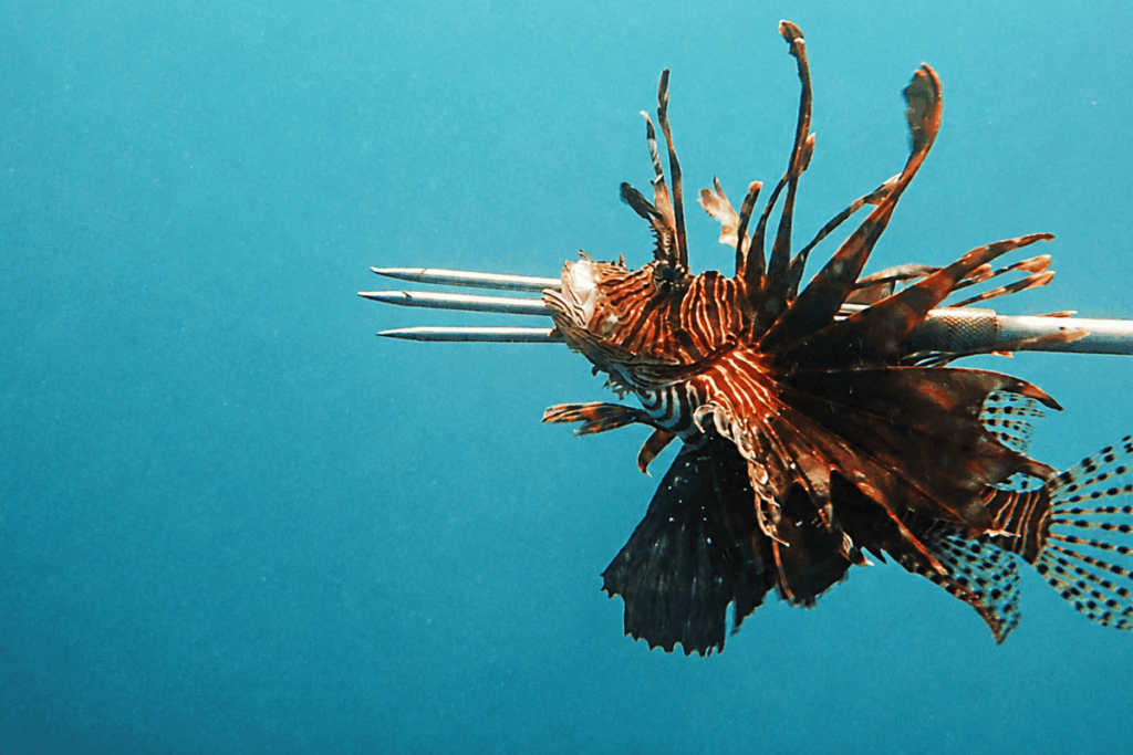 LionFish-1200x800.png