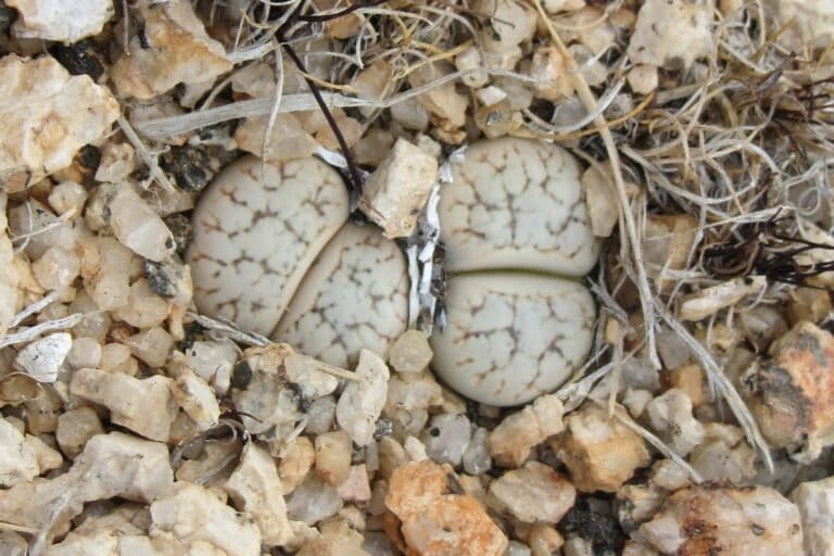 Lithops-werneri_nbri-768x512.jpg