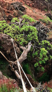 Mongabay_Thumbnail_EndangeredTreeFeatured.jpg