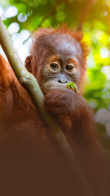 Mongabay_Thumbnail_SafeOrangutan_ShortWeb.jpg