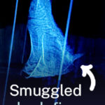 UNICORN778 Spotted by AI: seahorses and shark fins Peluang Terburuk Saat Bermain Slot Online