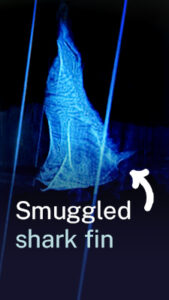 Mongabay_Thumbnail_XRay_Web.jpg