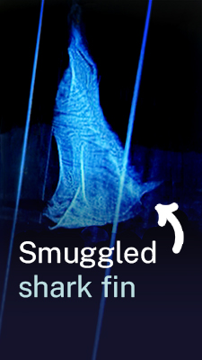 Mongabay_Thumbnail_XRay_Web.jpg