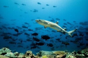 NS122697065_PNGExpedition-UW-240920_Whitetip-reef-shark_ByOllieVelasco1-768x512.jpg