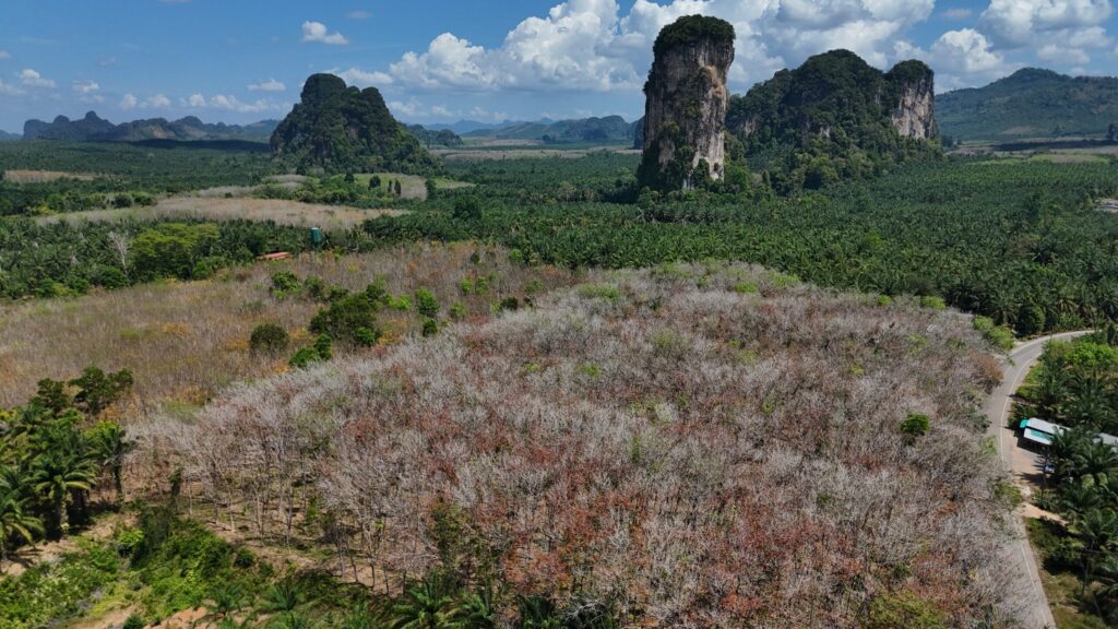 Oil-palm-and-rubber-plantations-dominate-landscapes-across-many-parts-of-Southeast-Asia-as-photograp.jpeg