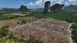 Oil-palm-and-rubber-plantations-dominate-landscapes-across-many-parts-of-Southeast-Asia-as-photograp.jpeg