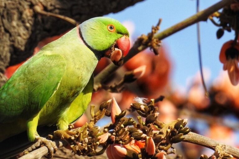 Parakeet_Delhi-ridge-e1785805820797-768x512.jpeg