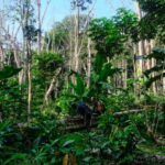 UNICORN778 Cacao plantations in Liberia encroach into proposed Kwa national park Peluang Terburuk Saat Bermain Slot Online