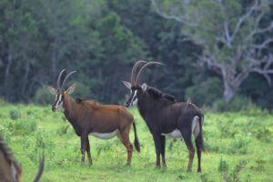 Sable-Antelope-at-Shimba-Hills-768x512.jpg
