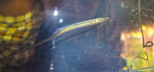 Spinach_Pipefish_iv_C2A9_New_Guinea_Binatang_Research_Center_edit.jpg