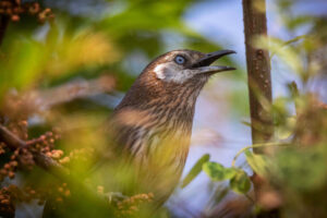 Spiny_babbler_the_only_endemic_bird_of_Nepal-3-768x512.jpg