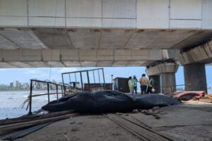 Stranded-blue-whale-Mumbai-June-2026-768x512.jpeg
