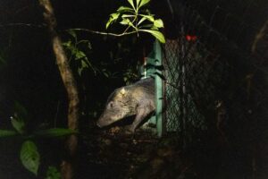 The-first-ever-release-of-white-lipped-peccary-into-Piedras-Blancas-National-Park.-Photo-by-Ian-Rock.jpeg
