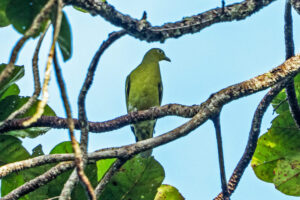 Timor-green-pigeon-768x512.jpg
