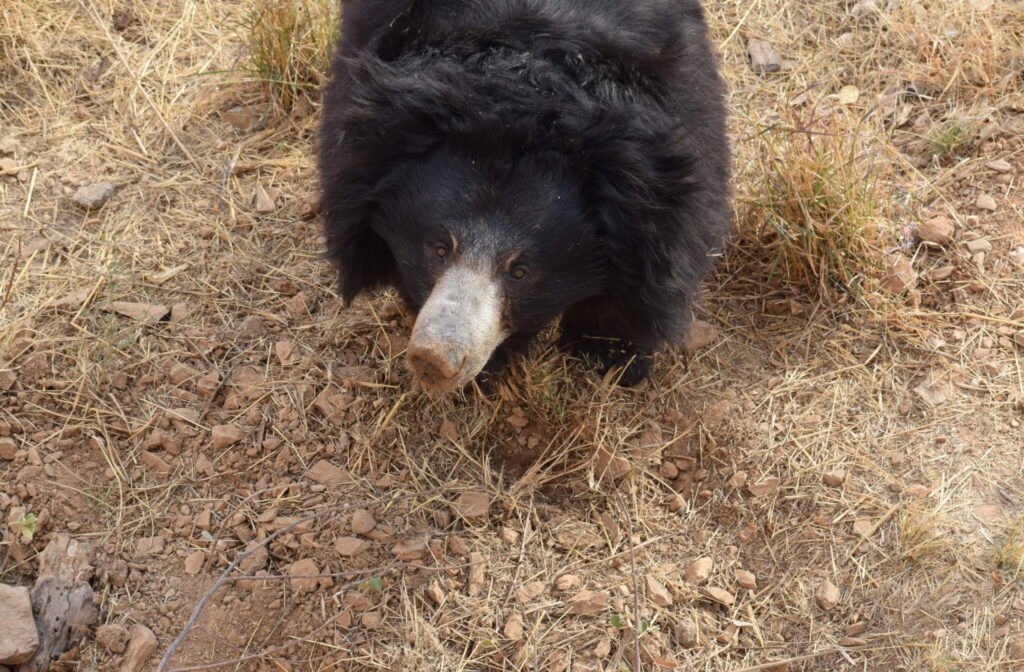 To-understand-what-bears-were-eating-researchers-surveyed-the-area-between-November-2021-and-July-20.jpeg
