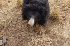 To-understand-what-bears-were-eating-researchers-surveyed-the-area-between-November-2021-and-July-20.jpeg
