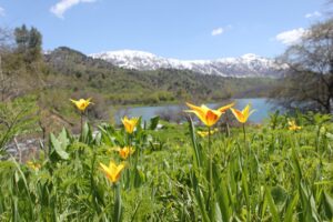 Tulipa-anadroma-1-scaled.jpg