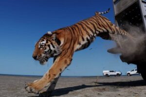 Umit-Amur-Tiger-released-in-Kazakstan-768x512.jpg