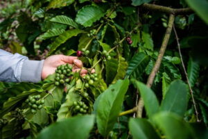Vietnam-smallholder-coffee-1-768x512.jpeg
