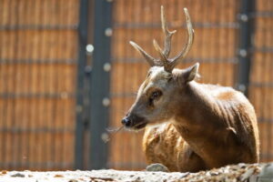 Visayan-spotted-deer-Rusa-alfredi-768x512.jpg