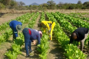 Volunteers-work-in-a-vegetable-field-belonging-to-Tiyani-Secondary-School-where-the-manure-is-thrown.jpeg