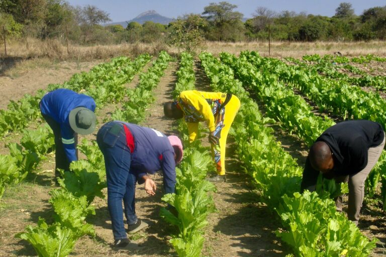 Volunteers-work-in-a-vegetable-field-belonging-to-Tiyani-Secondary-School-where-the-manure-is-thrown.jpeg