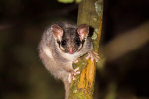 Wollert-Leadbeaters-Possum-on-Wurundjeri-Country-Steven-Kuiter-768x512.jpg