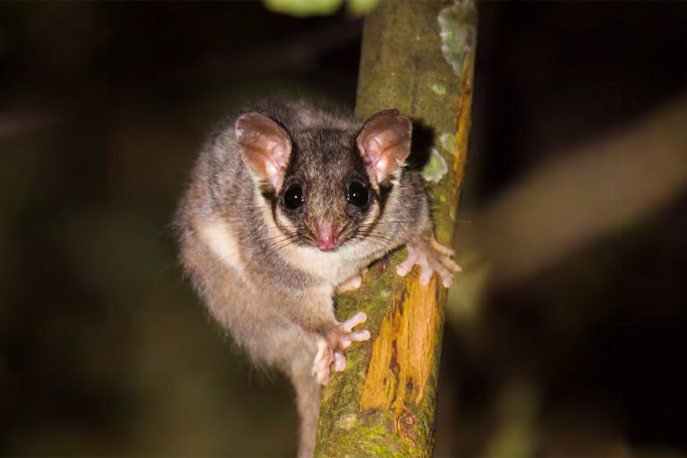 Wollert-Leadbeaters-Possum-on-Wurundjeri-Country-Steven-Kuiter-768x512.jpg