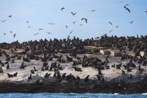 a.-Rabies-Seals-10-768x512.jpg