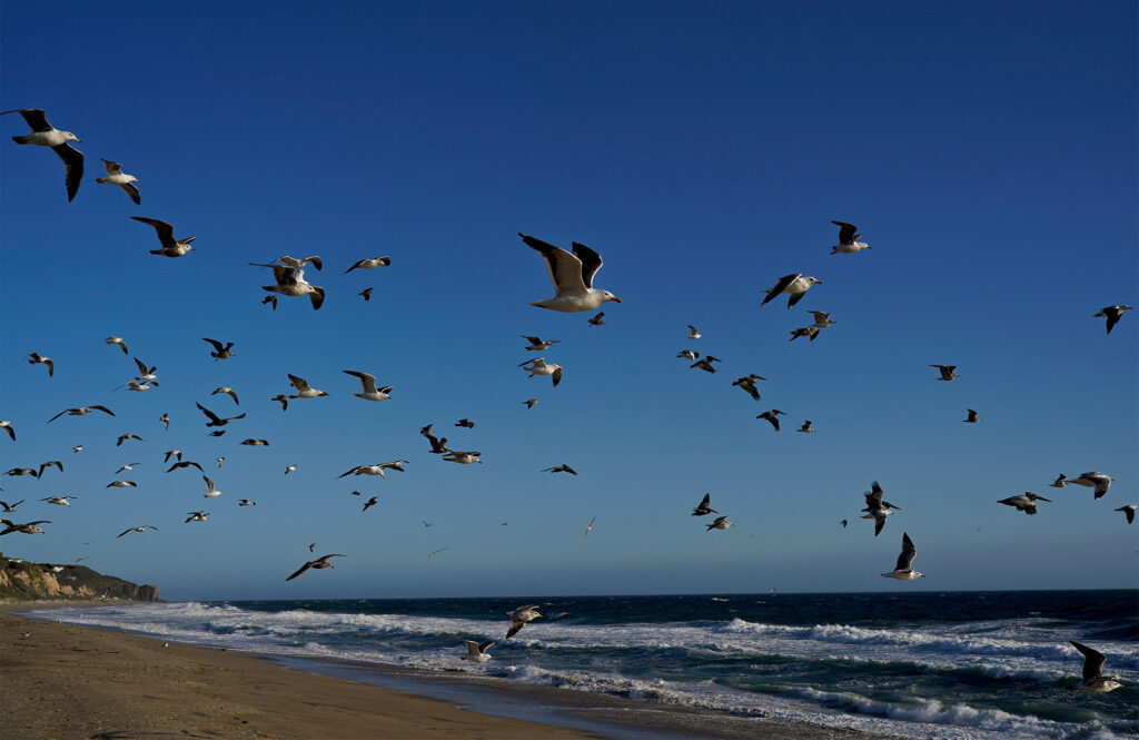 banner-in-the-sea-and-in-the-skies.jpg