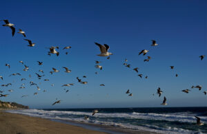 banner-in-the-sea-and-in-the-skies.jpg