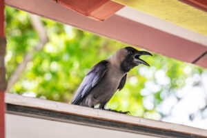 crow-in-singapore-768x512.jpg