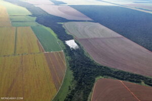 deforestation-for-soy-768x512.jpg