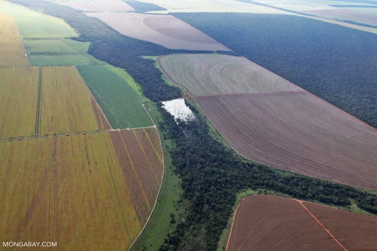 deforestation-for-soy-768x512.jpg