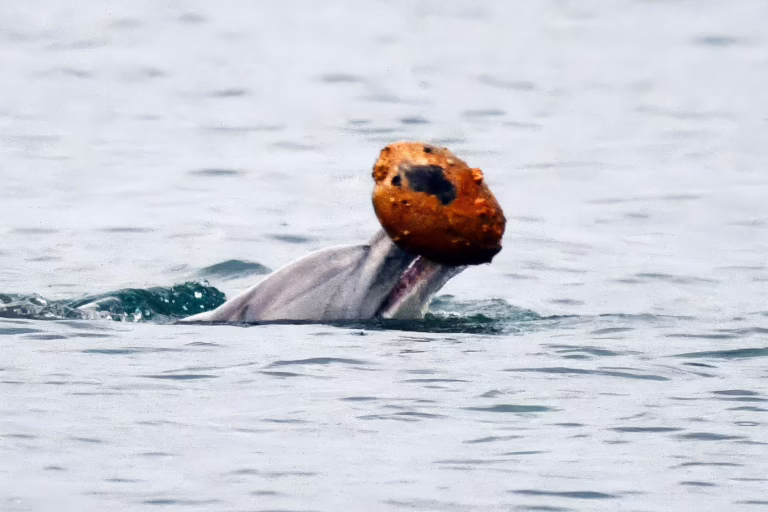 dolphin-female-shelling-seashells-catch-fish_UniSC_2m-768x512.avif.avif