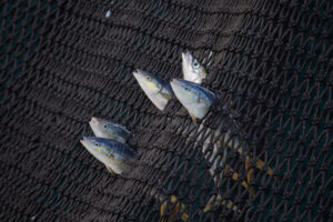 f-Juvenile-yellowfin-tuna-768x512.jpg