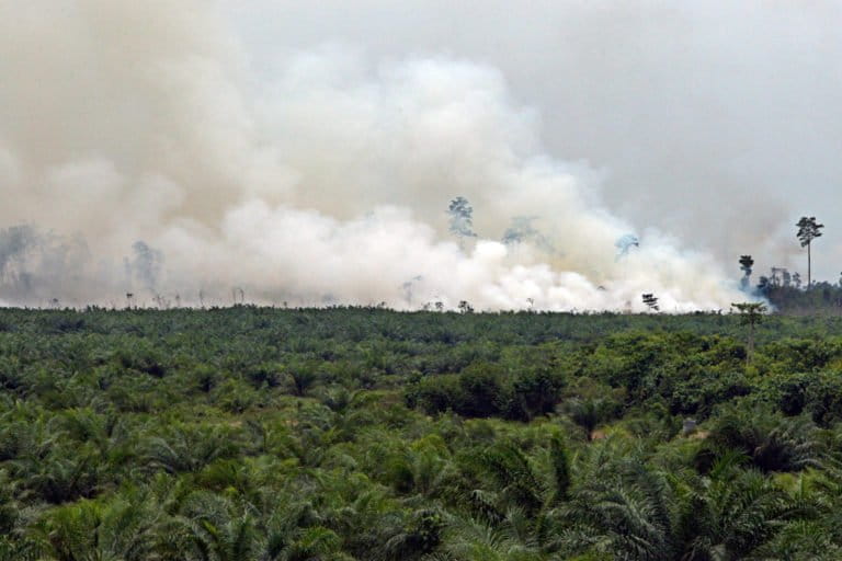 fire-used-for-land-clearing-Sumatra-Indonesia-768x512.jpg