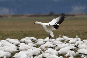 geese-768x512.jpg