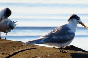great-crested-tern-e1785838256963-768x512.jpg