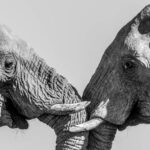 UNICORN778 On ivory, follow the trafficking networks and not the headlines (commentary) Peluang Terburuk Saat Bermain Slot Online